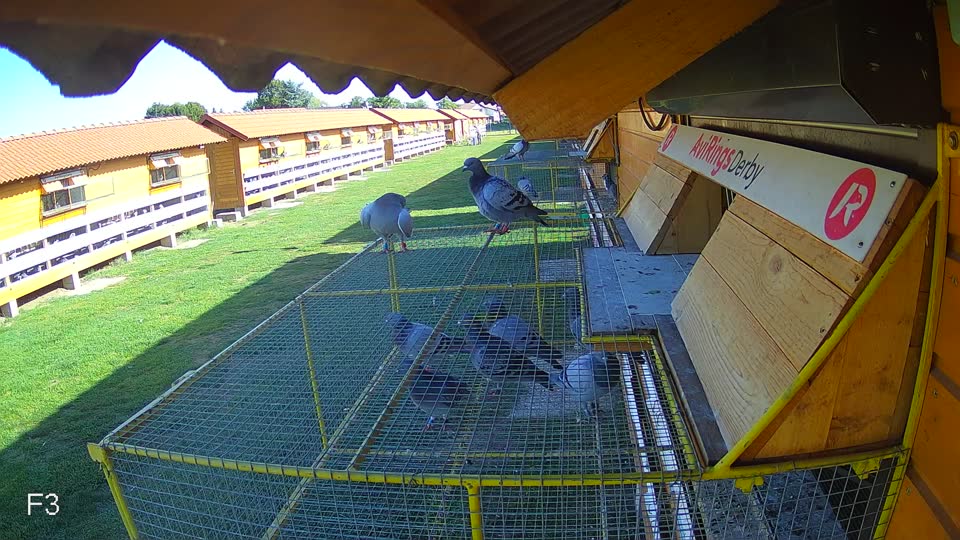 Pigeon Arrival Image For Race Race 5