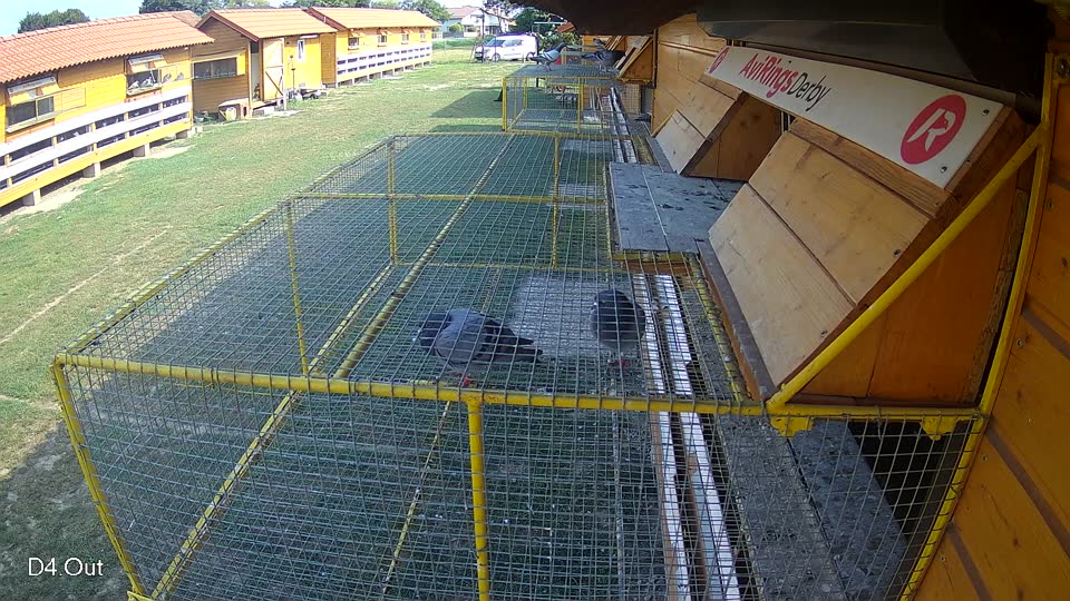 Pigeon Arrival Image For Race Race 4