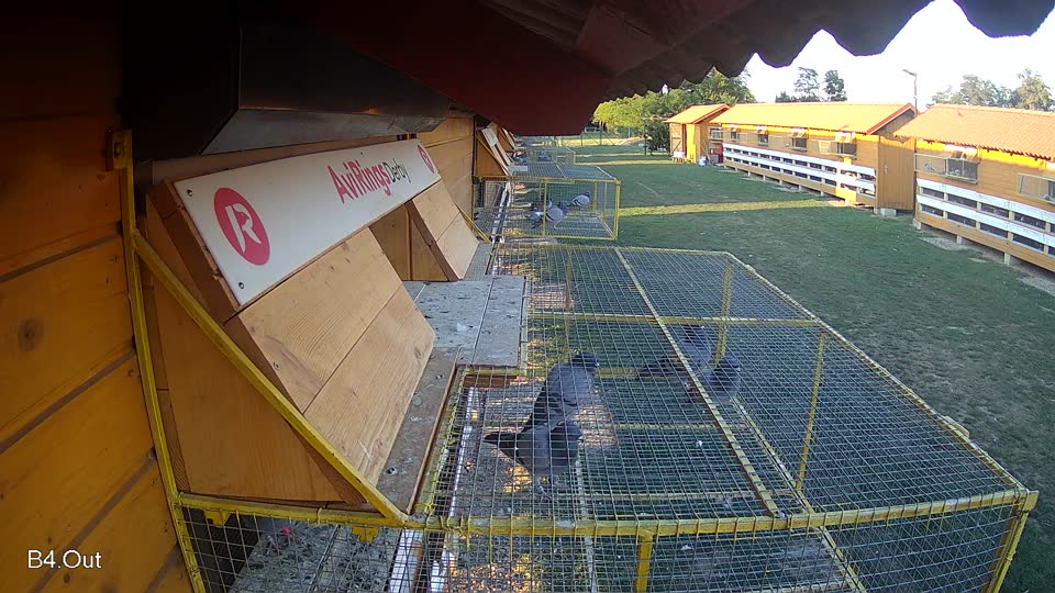 Pigeon Arrival Image For Race Race 5