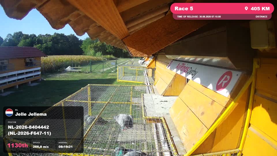 Pigeon Arrival Image For Race Race 5