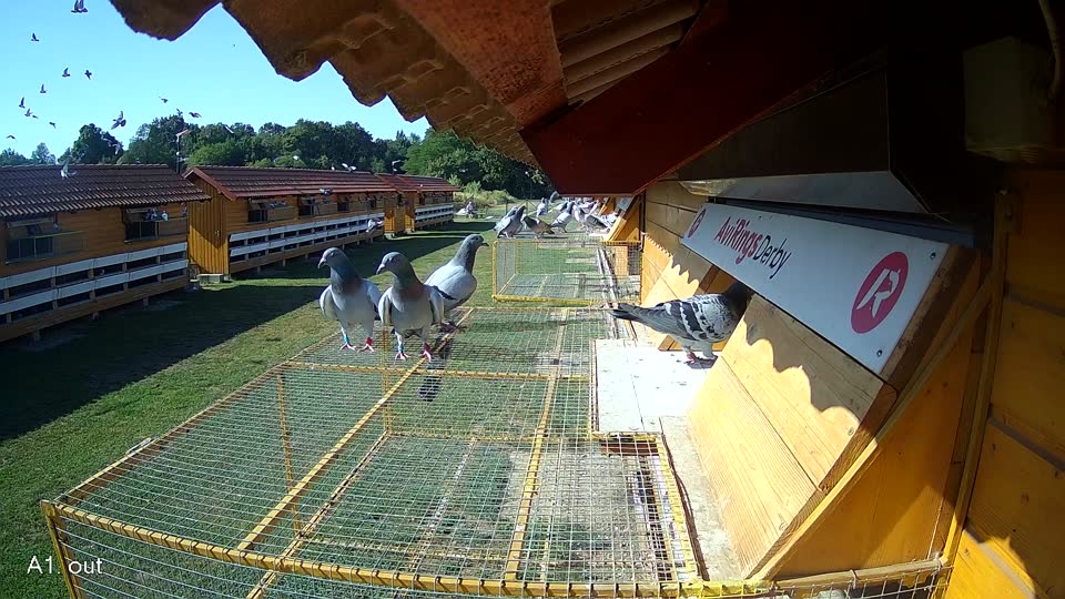 Pigeon Arrival Image For Race Race 2
