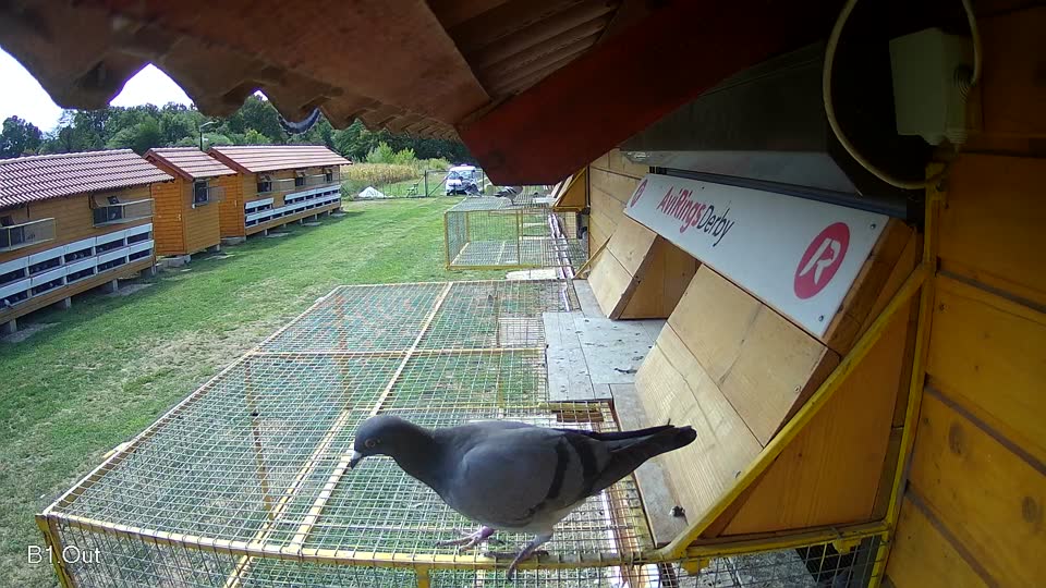 Pigeon Arrival Image For Race Race 4