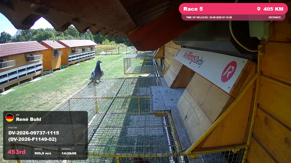 Pigeon Arrival Image For Race Race 5