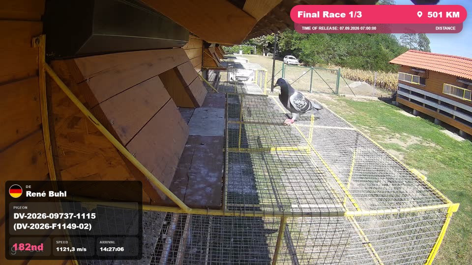 Pigeon Arrival Image For Race Final Race 1/3