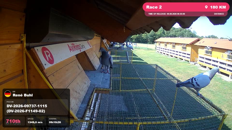 Pigeon Arrival Image For Race Race 2