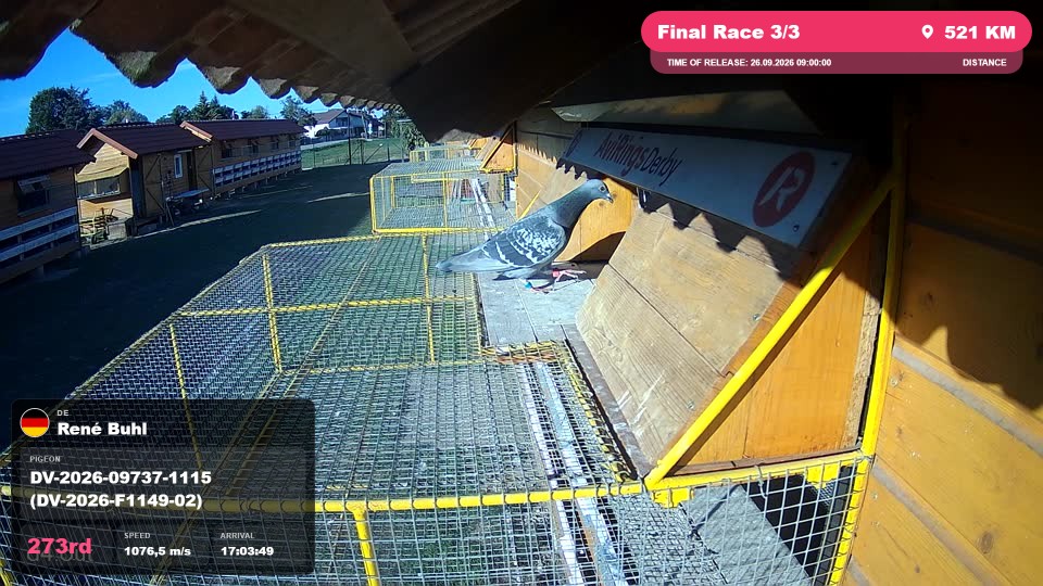 Pigeon Arrival Image For Race Final Race 3/3