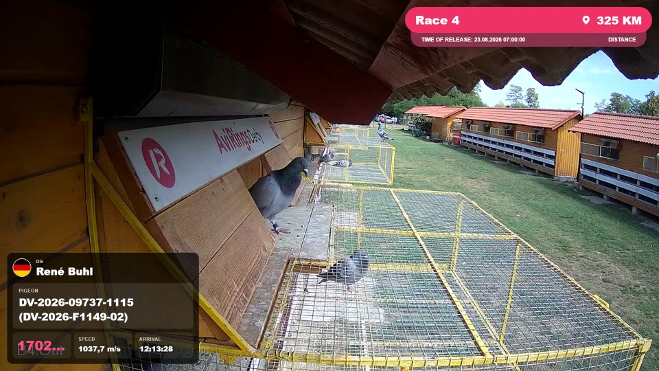 Pigeon Arrival Image For Race Race 4