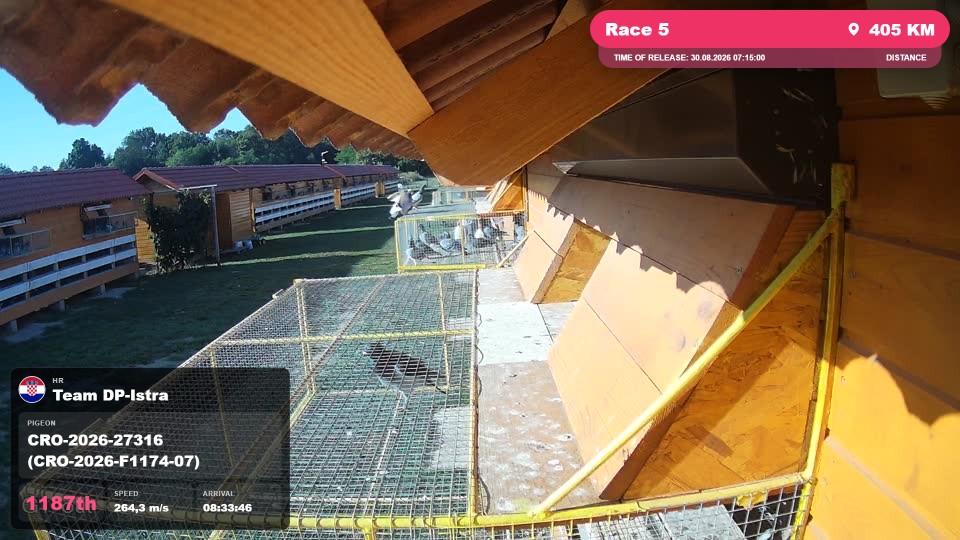 Pigeon Arrival Image For Race Race 5