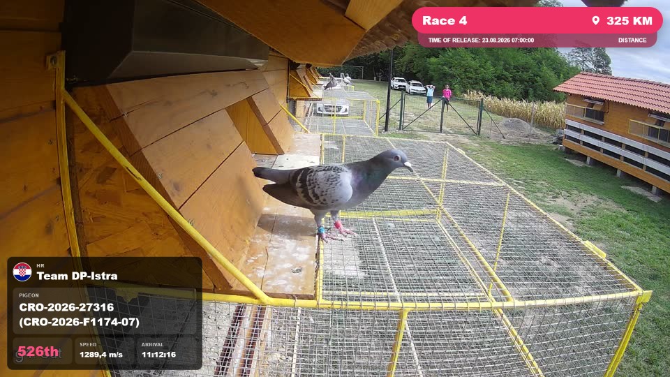 Pigeon Arrival Image For Race Race 4