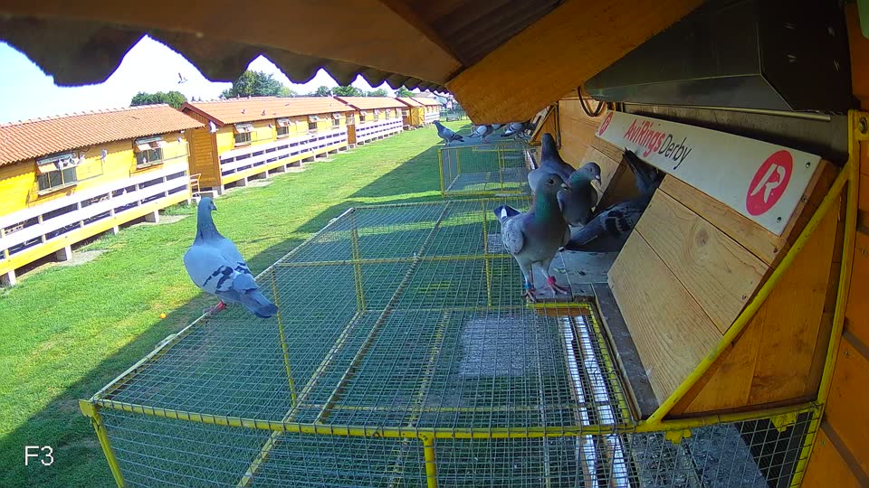 Pigeon Arrival Image For Race Race 1