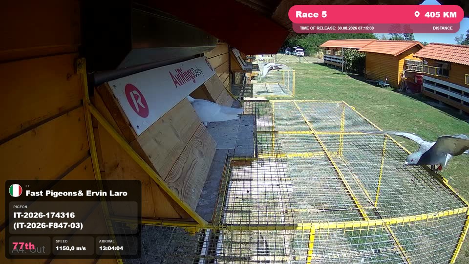 Pigeon Arrival Image For Race Race 5
