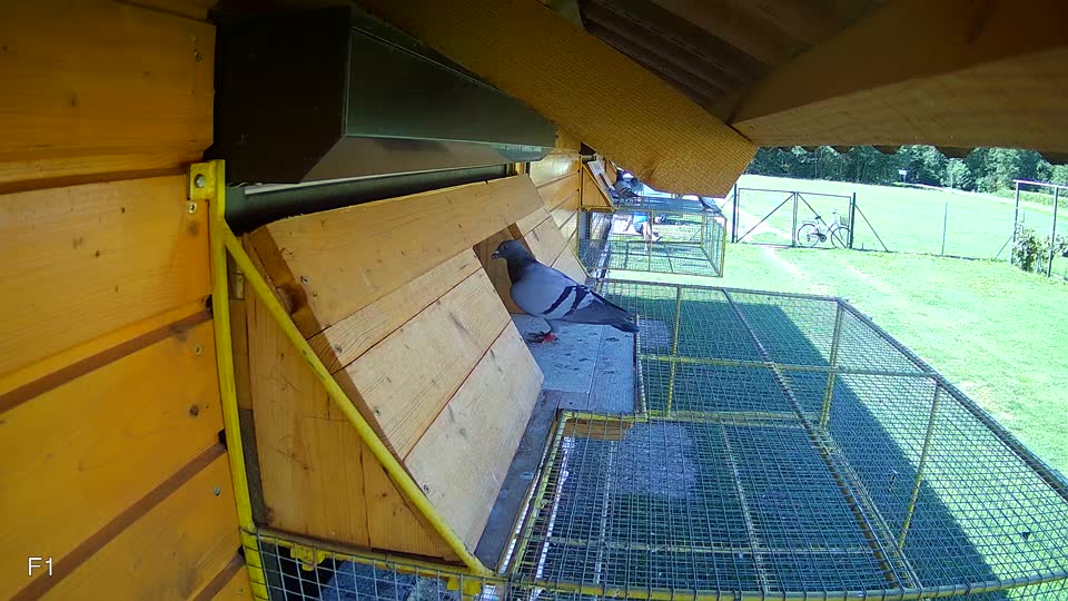 Pigeon Arrival Image For Race Race 2