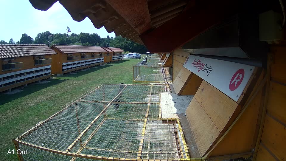 Pigeon Arrival Image For Race Race 4