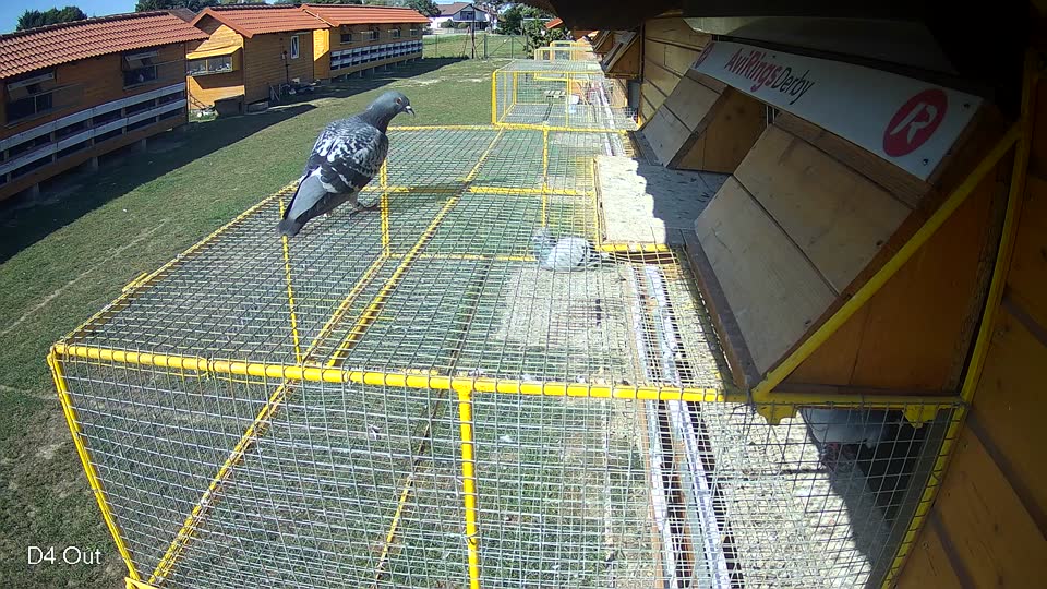 Pigeon Arrival Image For Race Race 5