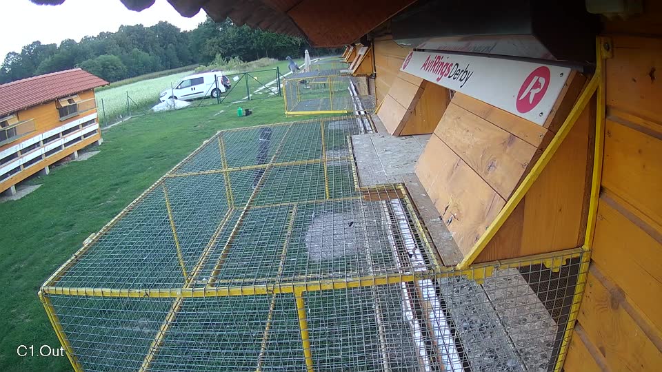 Pigeon Arrival Image For Race Race 6