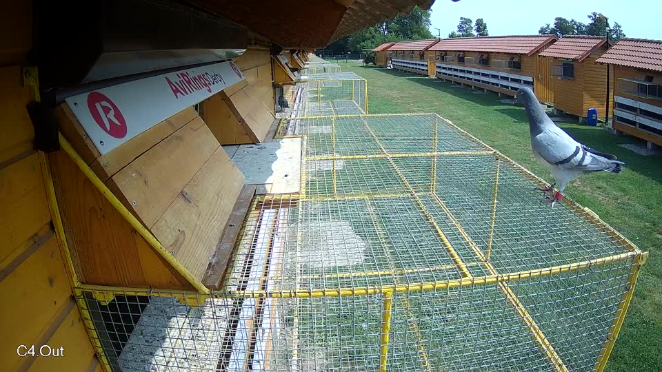 Pigeon Arrival Image For Race Race 3