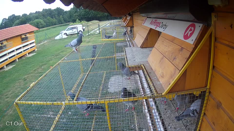 Pigeon Arrival Image For Race Race 4