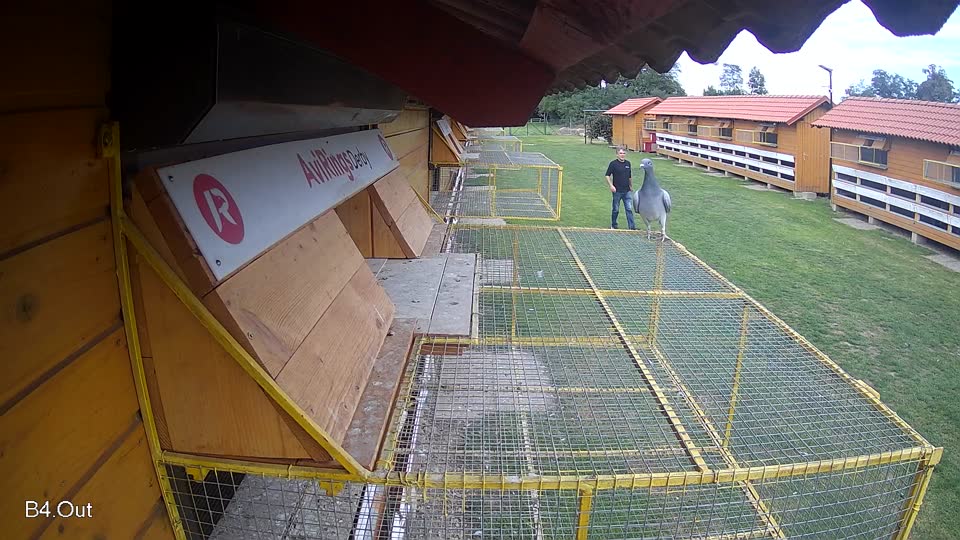 Pigeon Arrival Image For Race Final race 3