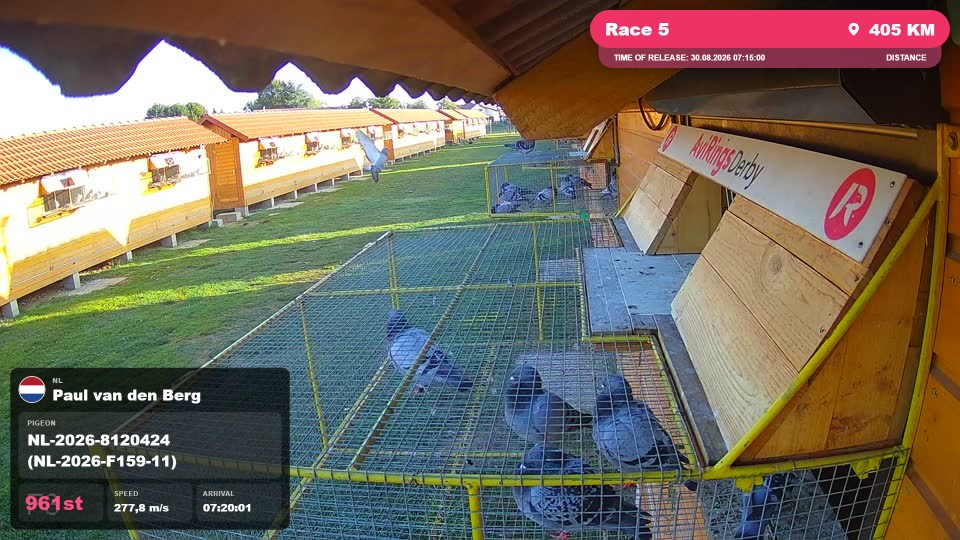 Pigeon Arrival Image For Race Race 5