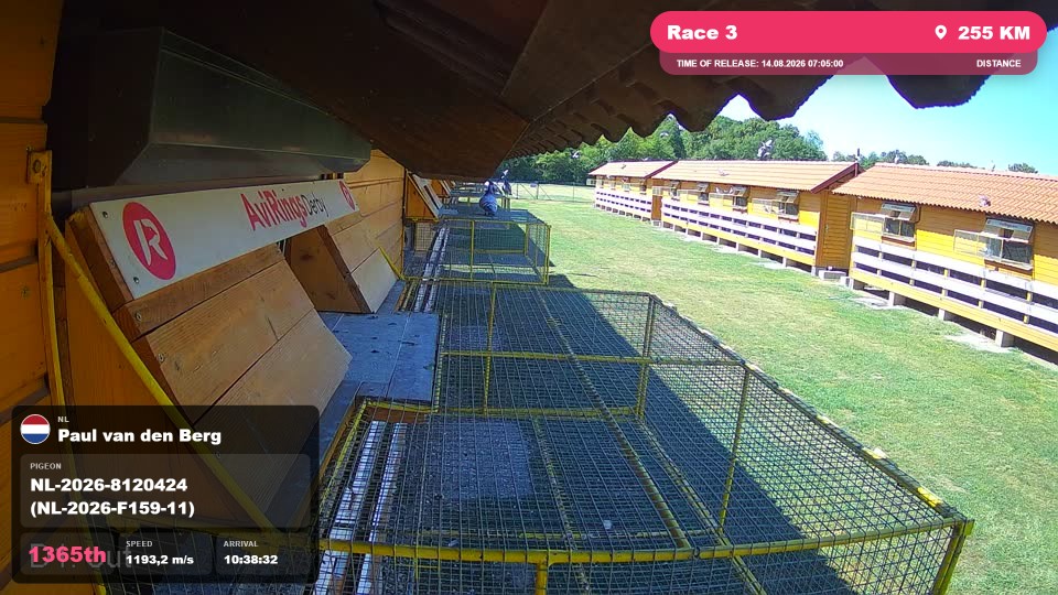 Pigeon Arrival Image For Race Race 3