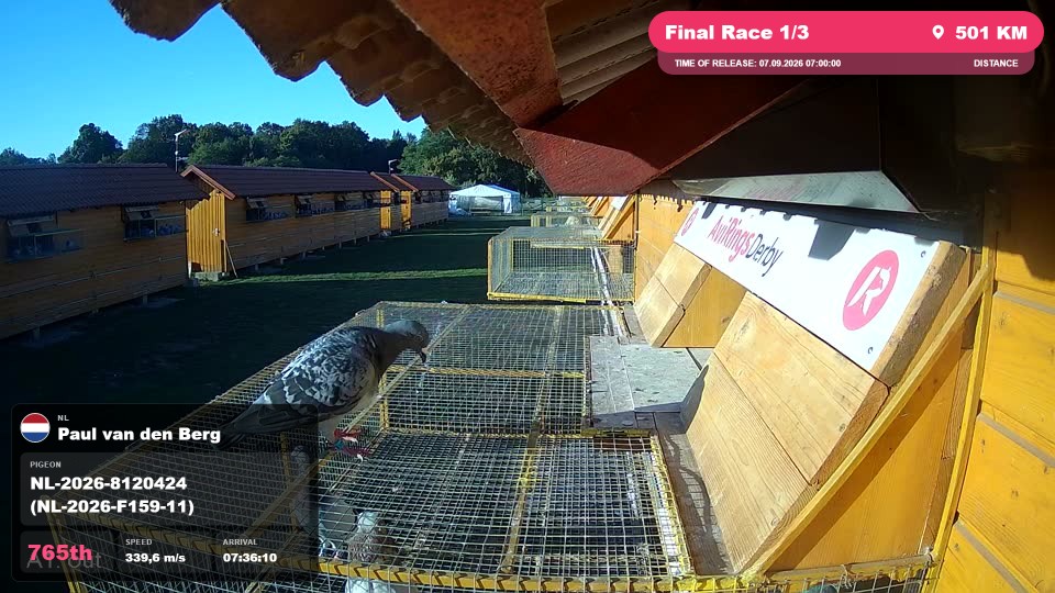 Pigeon Arrival Image For Race Final Race 1/3