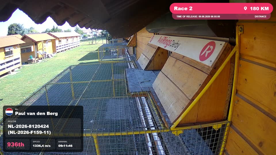 Pigeon Arrival Image For Race Race 2