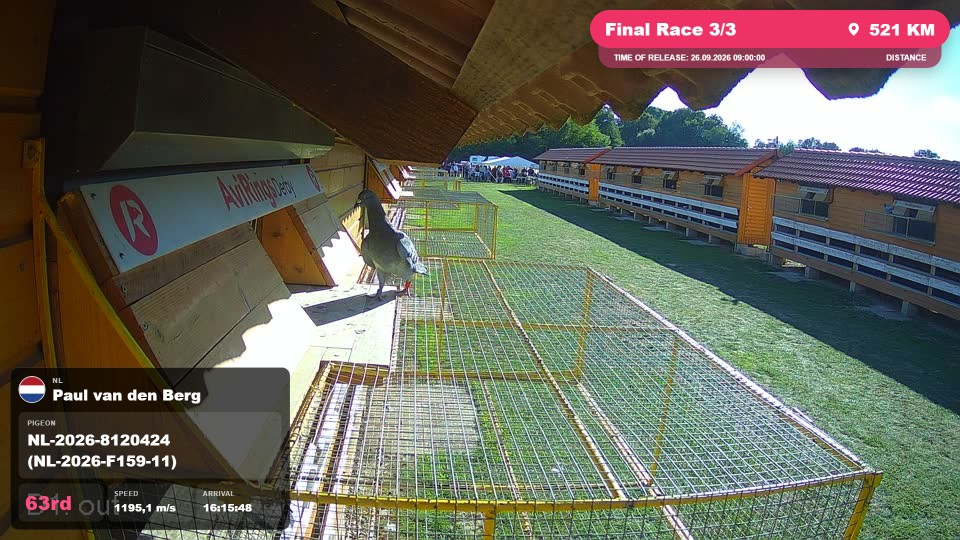 Pigeon Arrival Image For Race Final Race 3/3