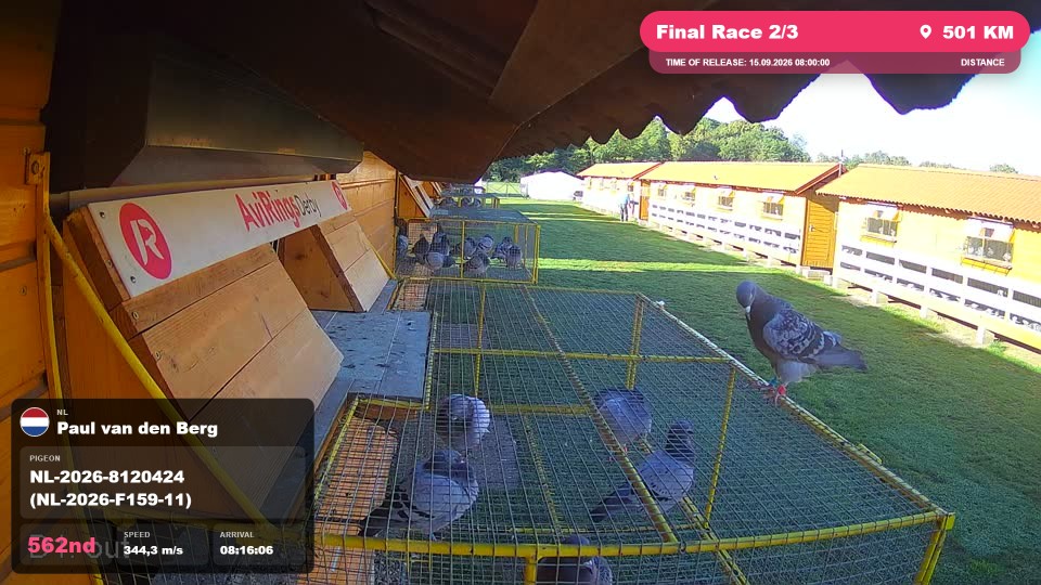 Pigeon Arrival Image For Race Final Race 2/3