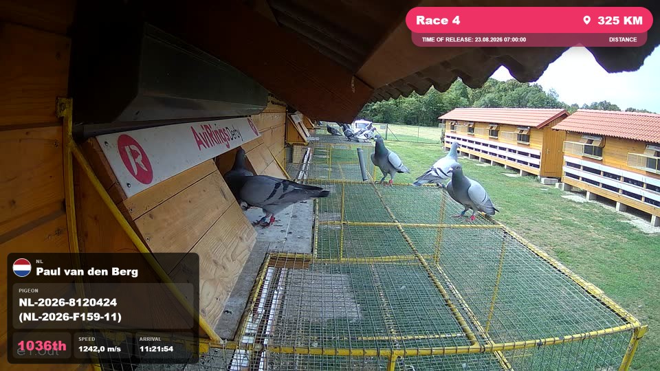Pigeon Arrival Image For Race Race 4