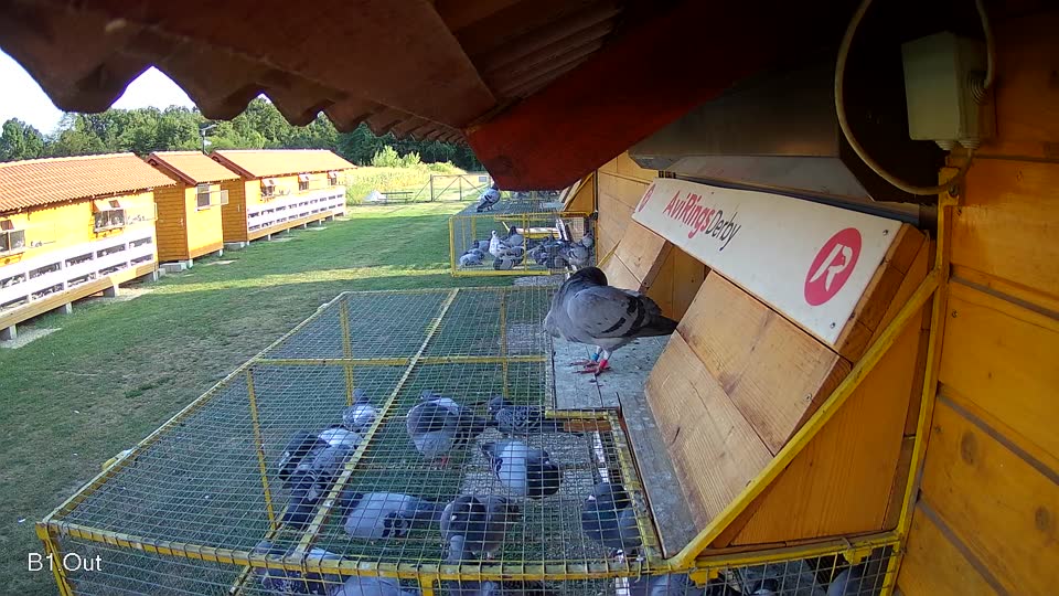 Pigeon Arrival Image For Race Race 1