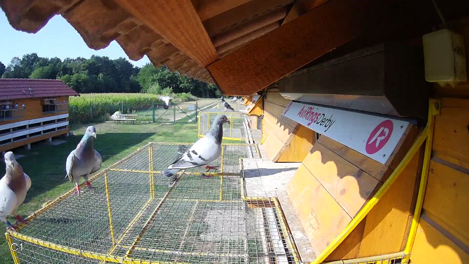 Pigeon Arrival Image For Race Race 1