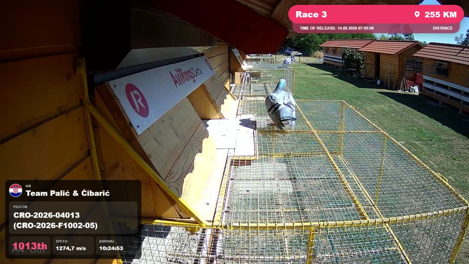 Pigeon Arrival Image For Race Race 3