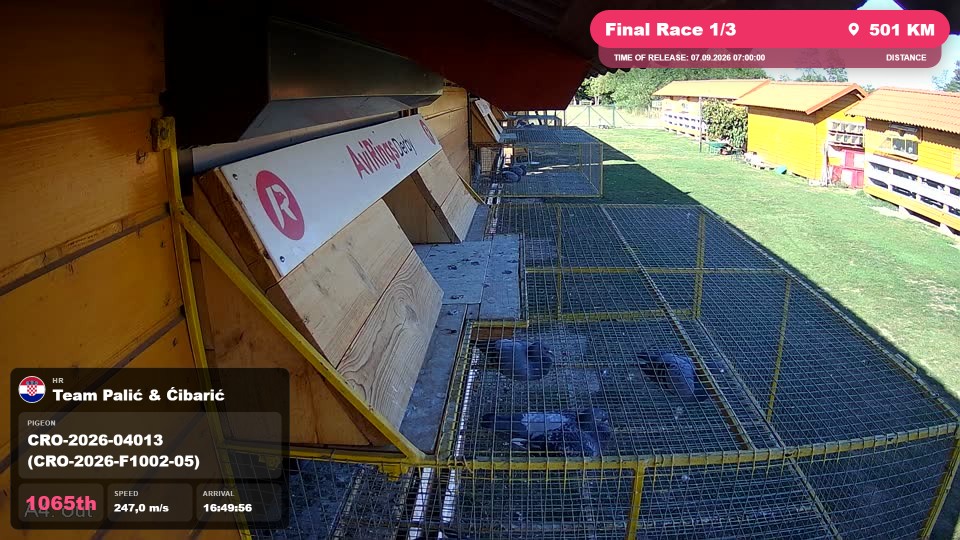 Pigeon Arrival Image For Race Final Race 1/3
