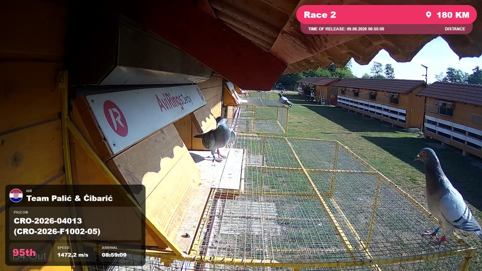 Pigeon Arrival Image For Race Race 2