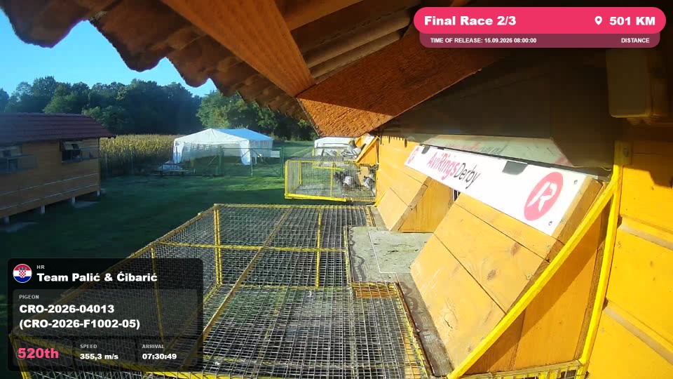 Pigeon Arrival Image For Race Final Race 2/3