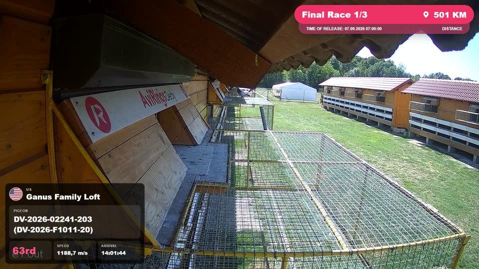 Pigeon Arrival Image For Race Final Race 1/3
