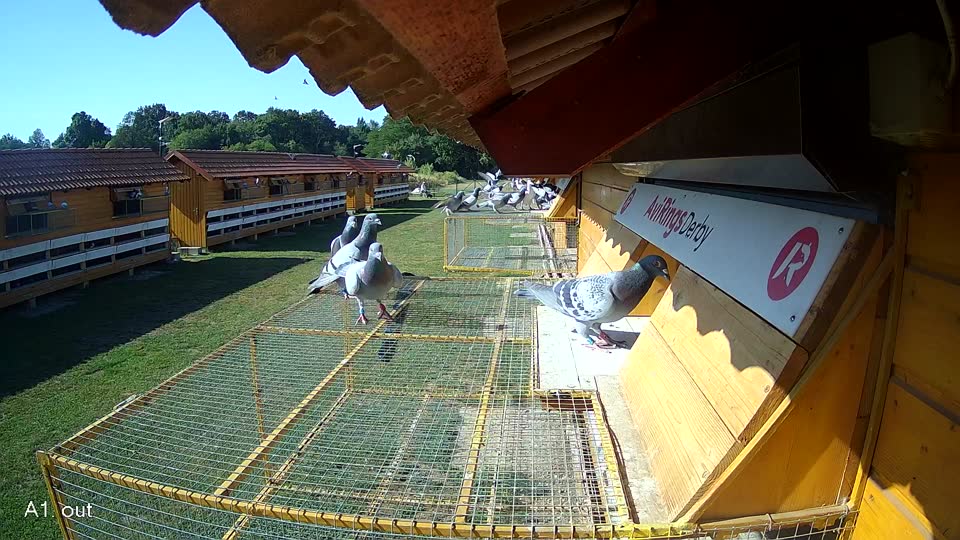Pigeon Arrival Image For Race Race 2