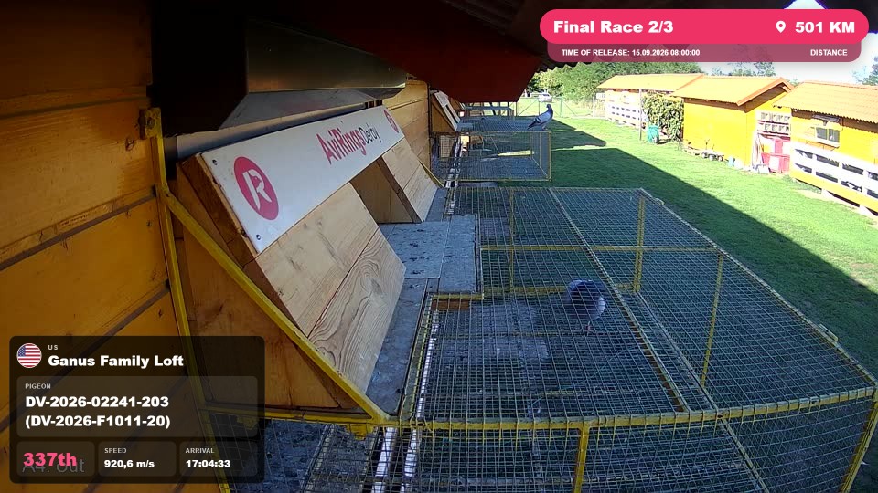 Pigeon Arrival Image For Race Final Race 2/3