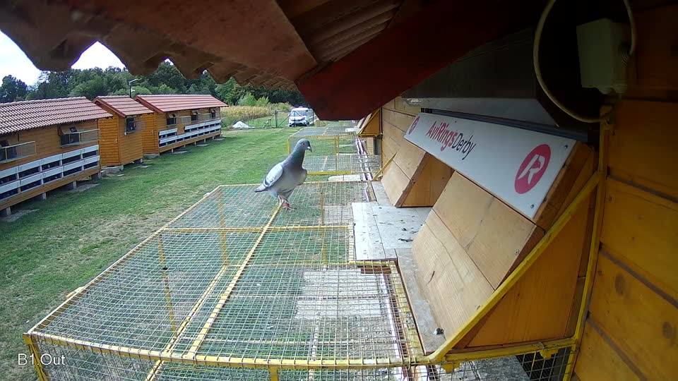 Pigeon Arrival Image For Race Race 4