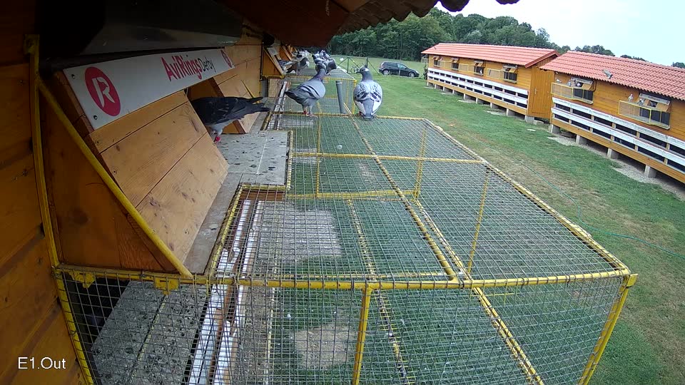 Pigeon Arrival Image For Race Race 3