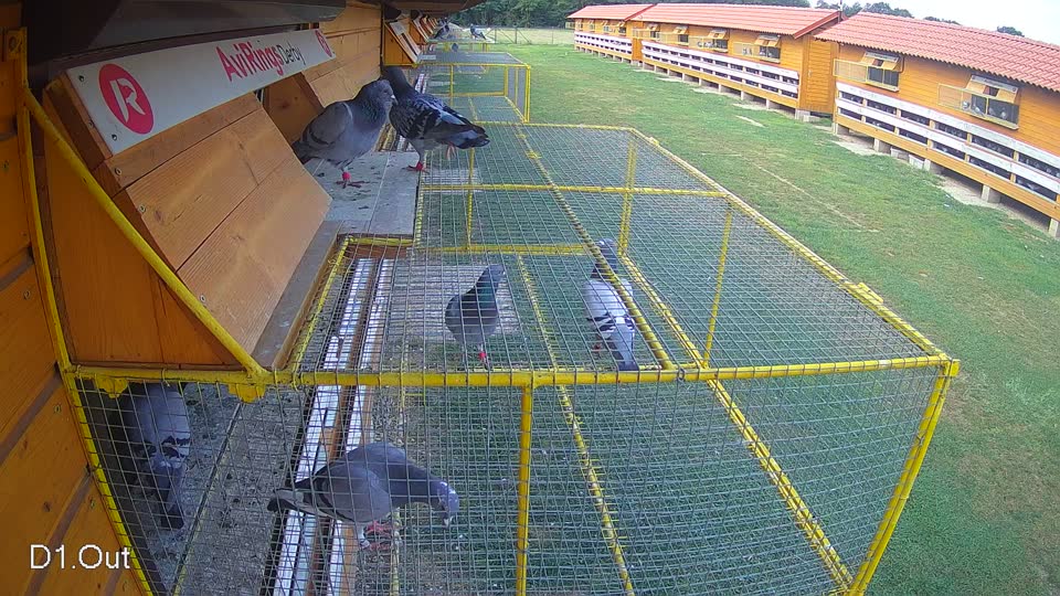 Pigeon Arrival Image For Race Race 4