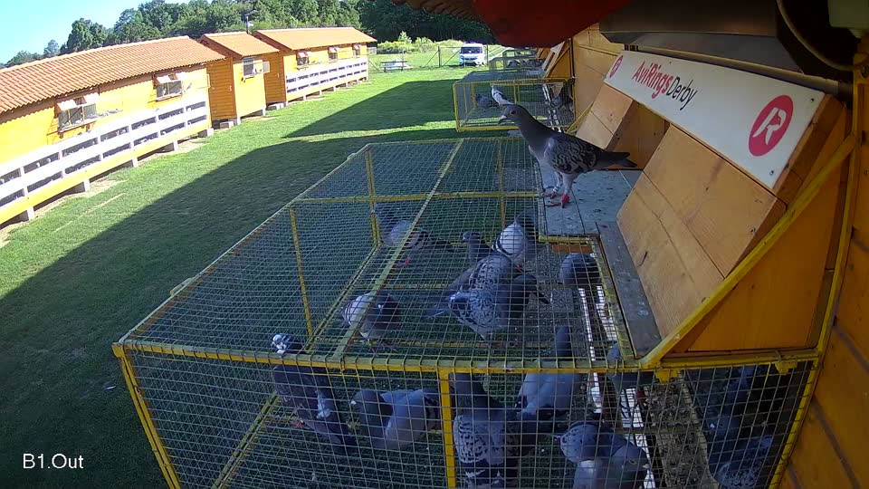 Pigeon Arrival Image For Race Race 2