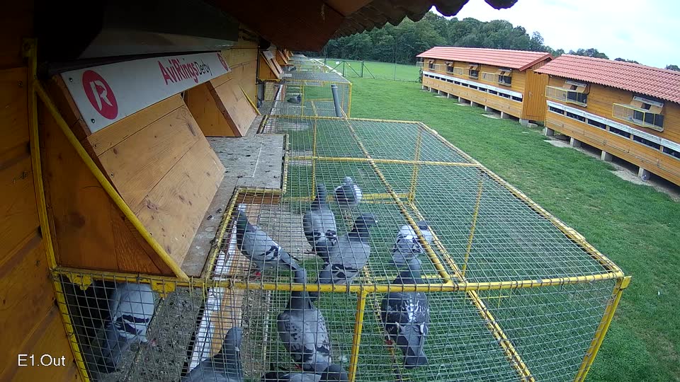 Pigeon Arrival Image For Race Final race 1