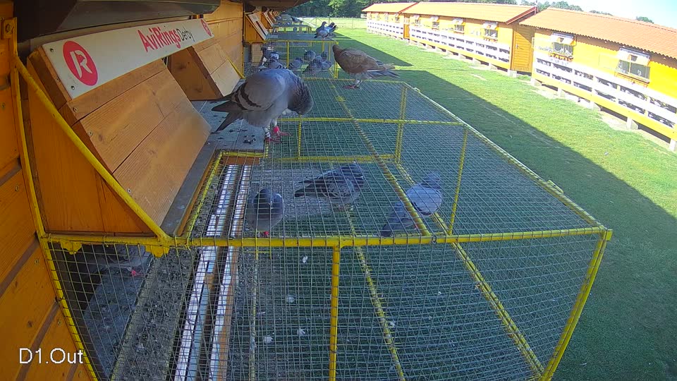 Pigeon Arrival Image For Race Race 5