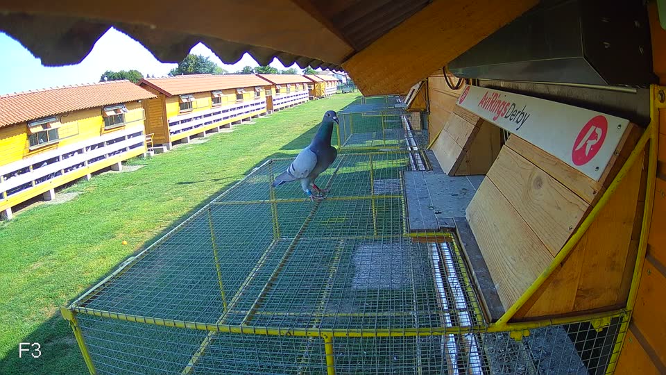Pigeon Arrival Image For Race Race 1