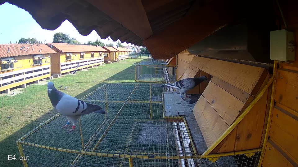Pigeon Arrival Image For Race Race 1