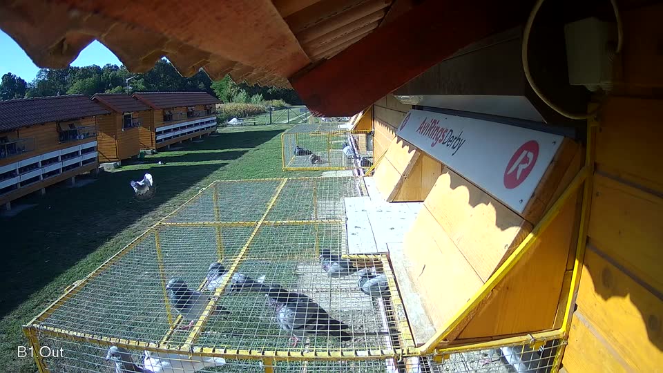 Pigeon Arrival Image For Race Race 5