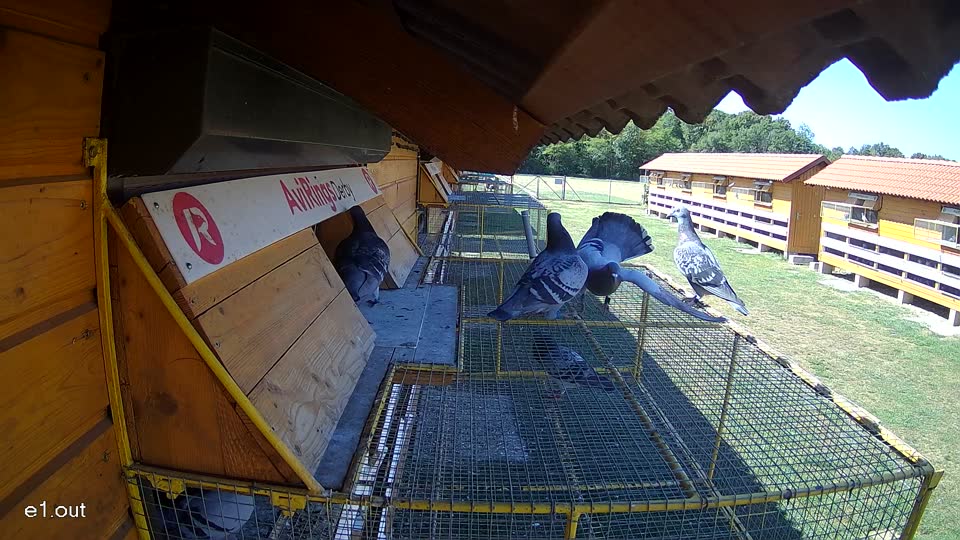 Pigeon Arrival Image For Race Race 3