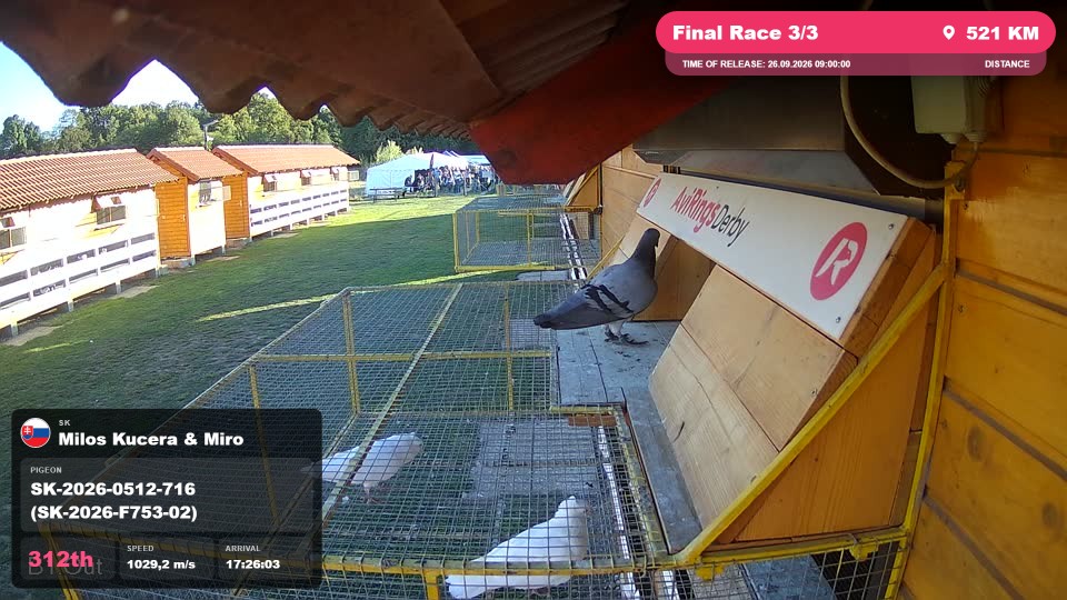 Pigeon Arrival Image For Race Final Race 3/3