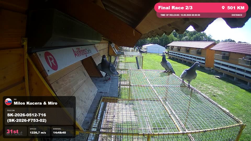 Pigeon Arrival Image For Race Final Race 2/3